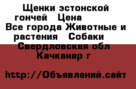 Щенки эстонской гончей › Цена ­ 7 000 - Все города Животные и растения » Собаки   . Свердловская обл.,Качканар г.